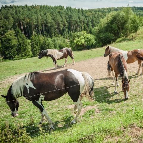 Ranch du Stoss