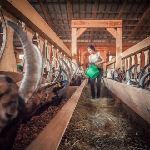 Chèvrerie d'Amélie / Ferme Huver