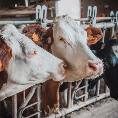 Ferme de la colline des pies Ferme de la colline des pies